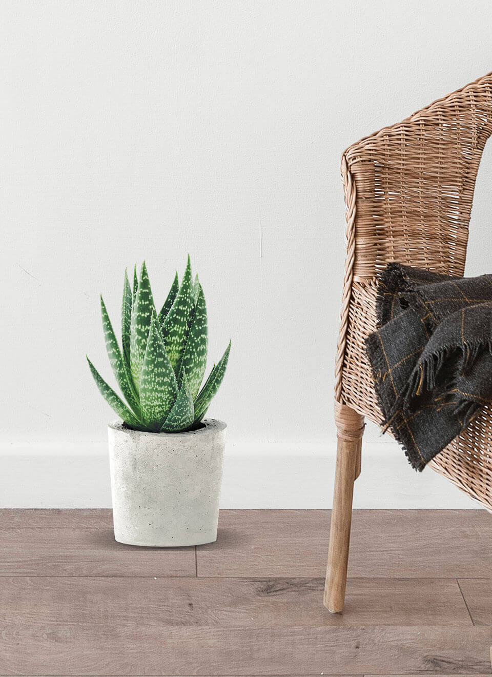 Aloe Juvenna Plant - Imagen 2