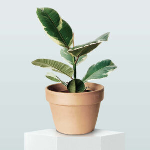 Tineke Rubber Plant