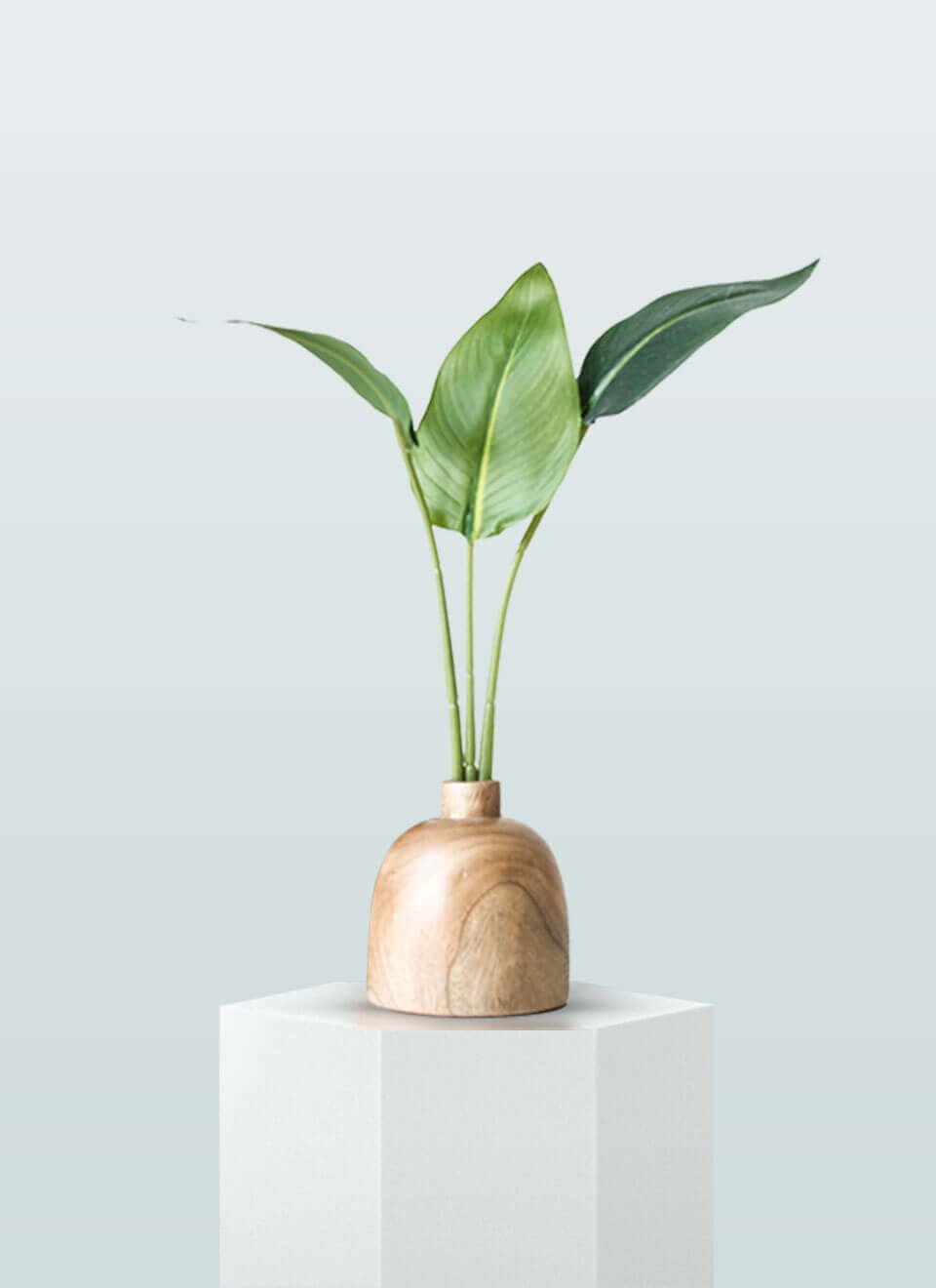 Bird of Paradise Plant - Imagen 3
