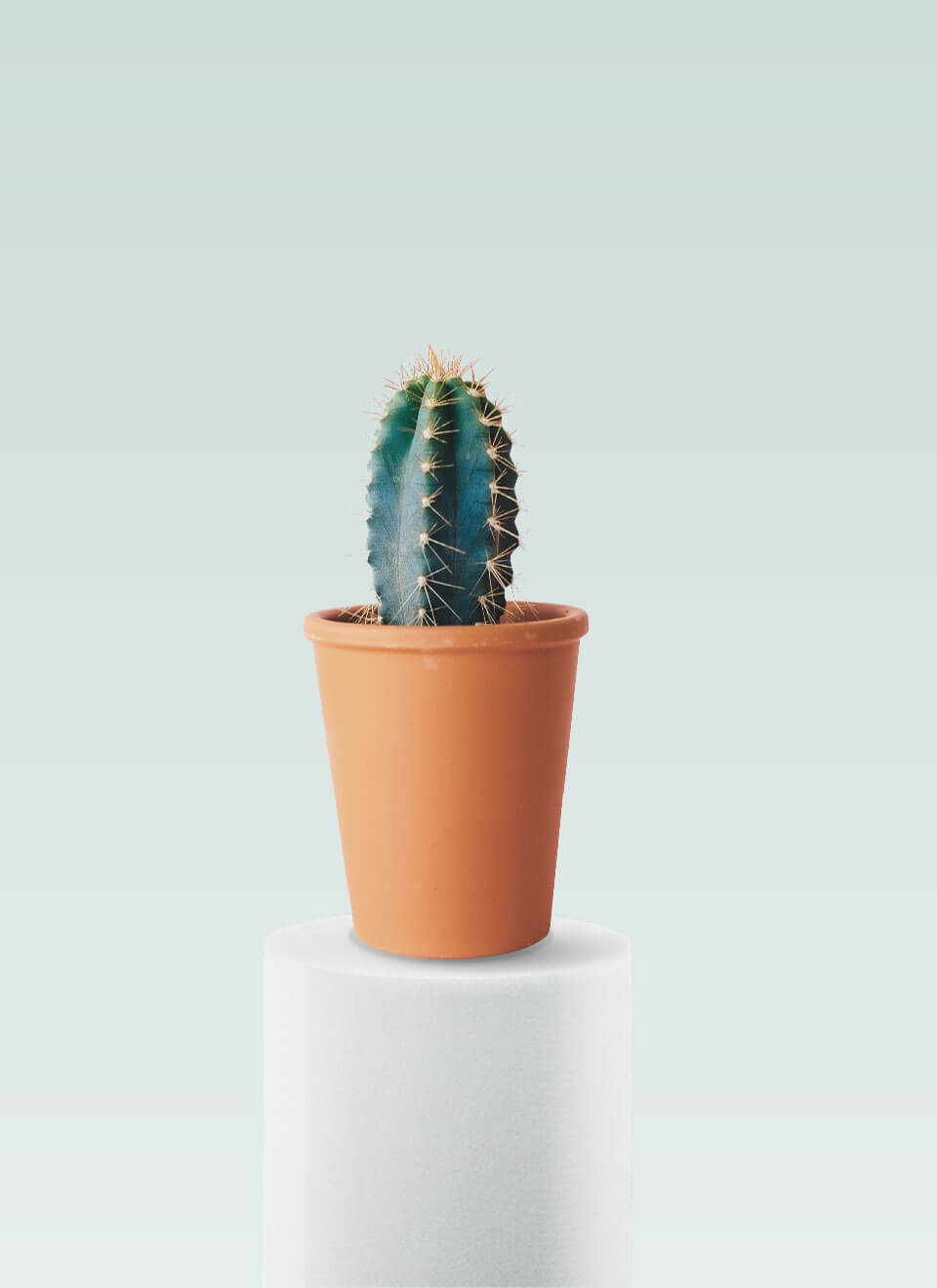 Star Cactus - Imagen 2