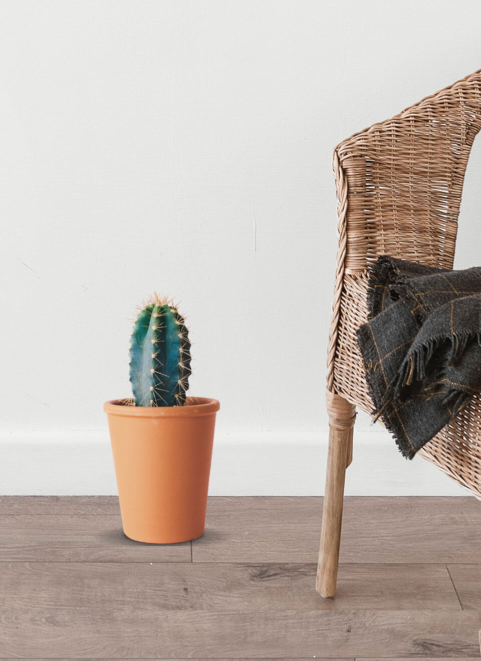 Star Cactus - Imagen 3