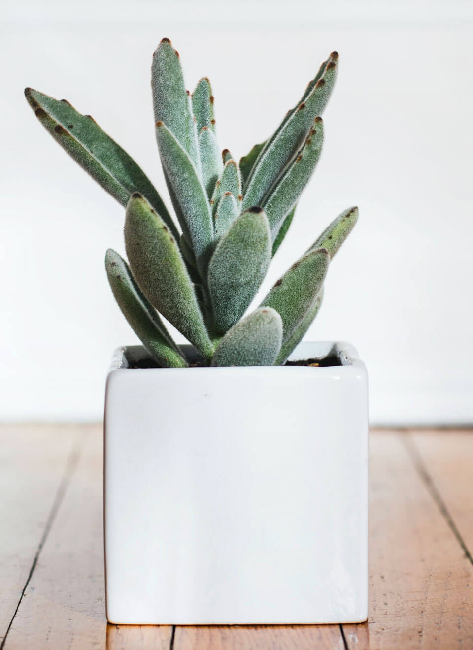 Christmas Cactus - Imagen 2