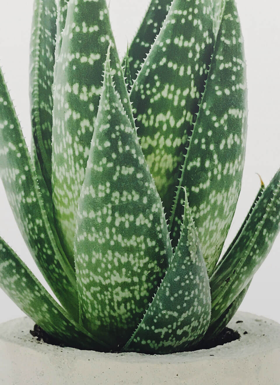 Aloe Juvenna Plant - Imagen 3