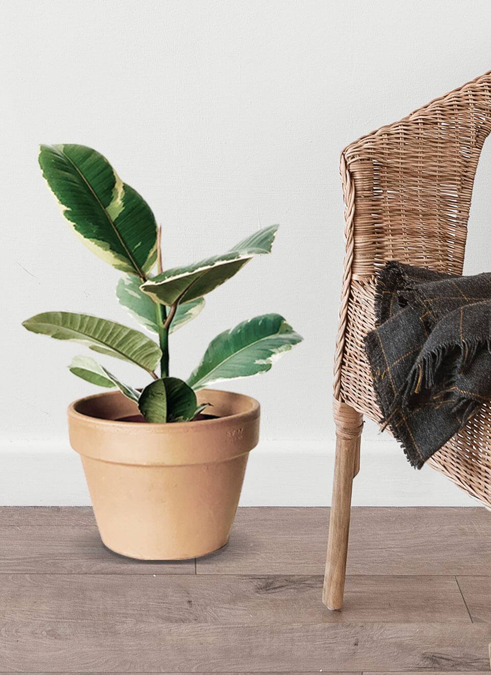 Tineke Rubber Plant - Imagen 3