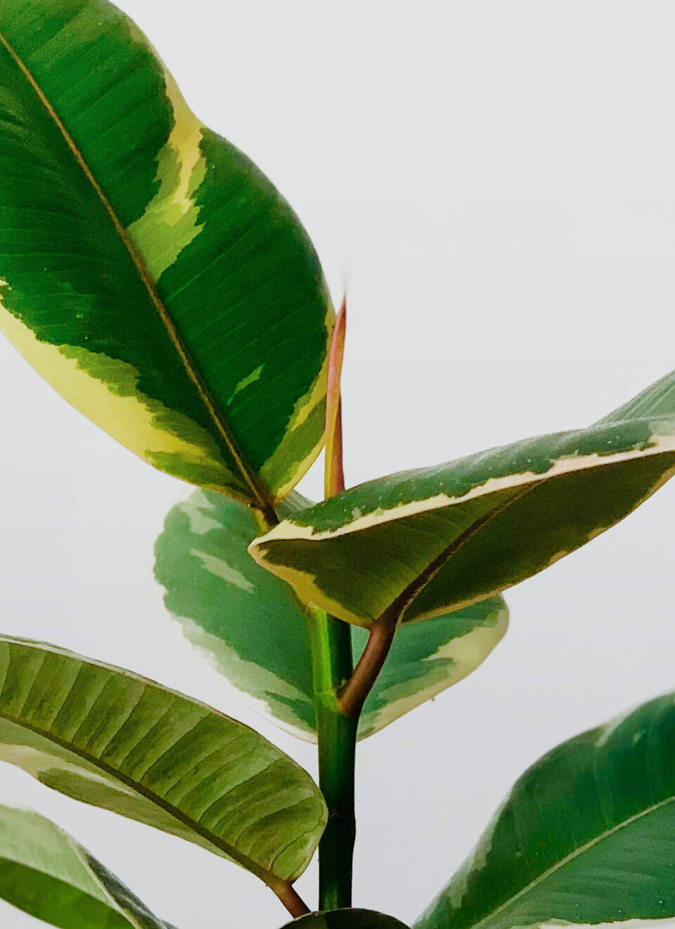 Tineke Rubber Plant - Imagen 2