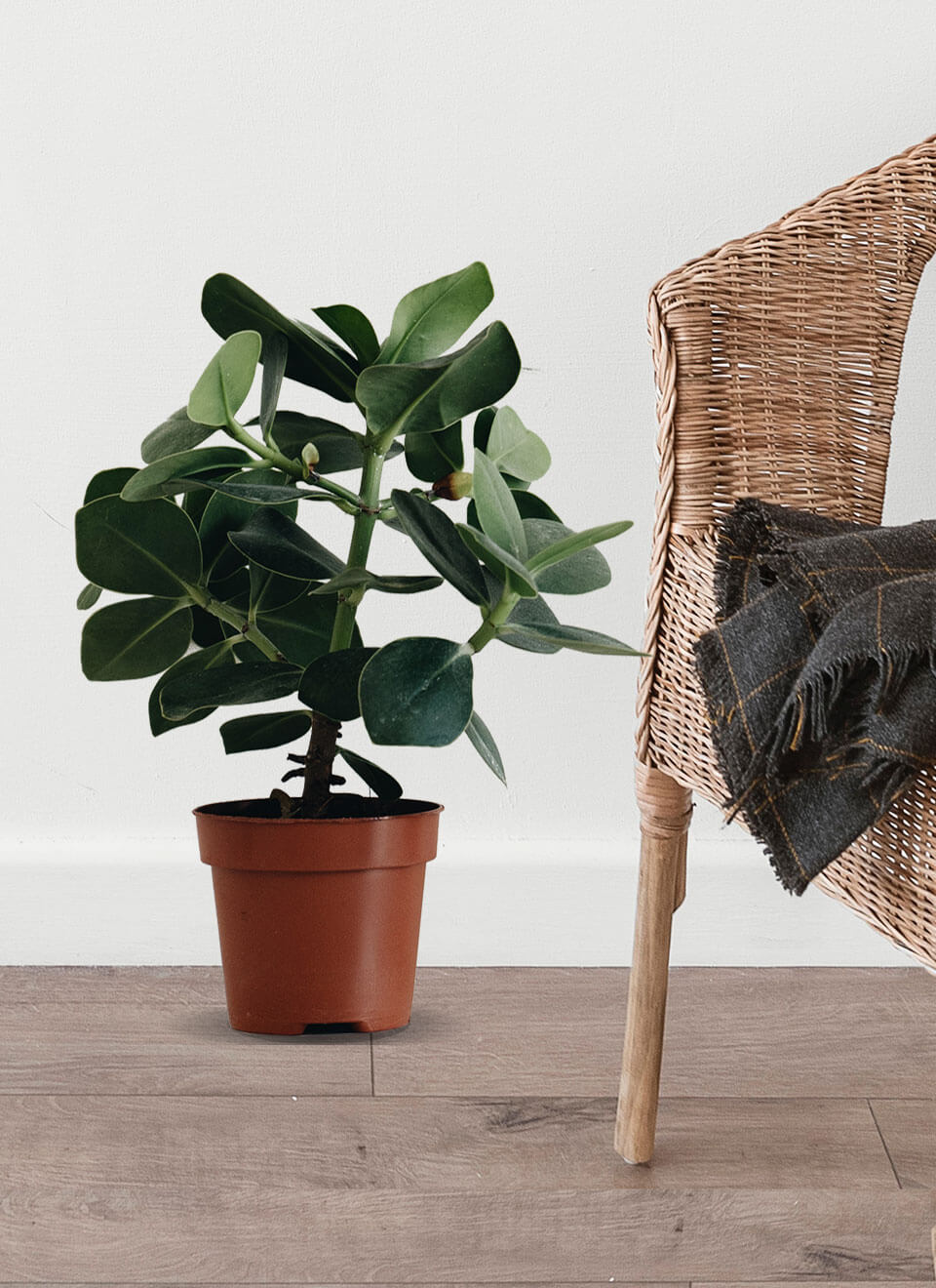 ZZ Plant - Imagen 2