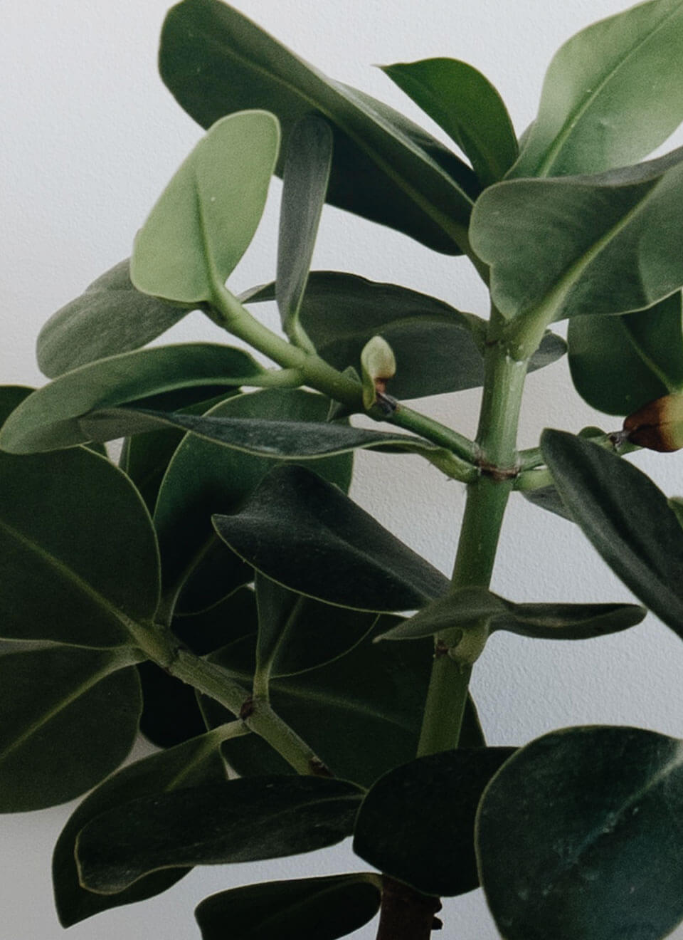 ZZ Plant - Imagen 3