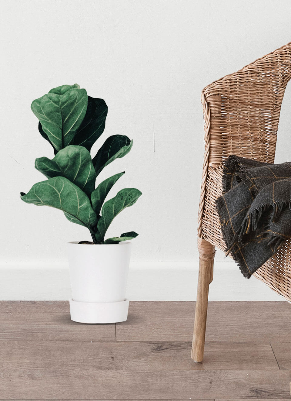 Fiddle Leaf Fig Plant - Imagen 3